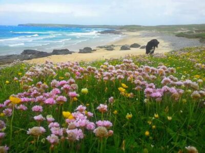 toby on the machair