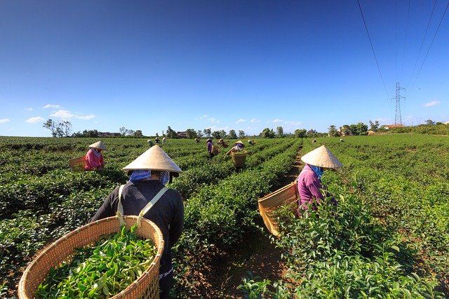 tea estate