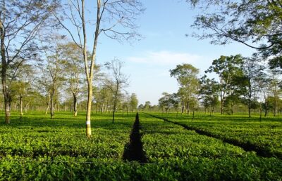 assam tea garden