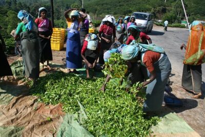 ceylon tea harvest