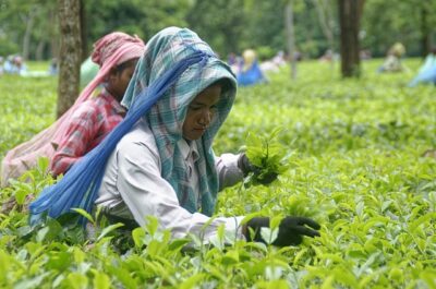 tea harvest