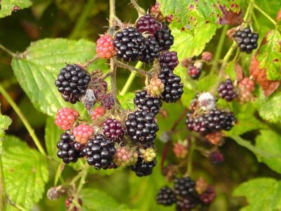 blackberries brambles