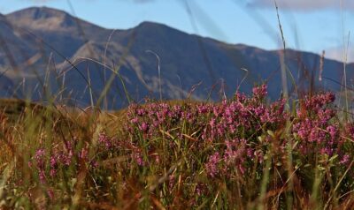 heather in scotland