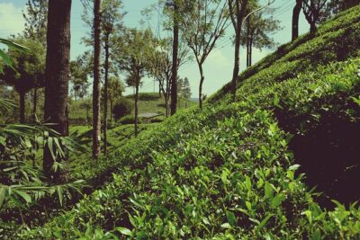 sri lanka tea estate