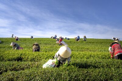 tea estate vietnam