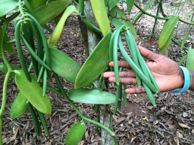 vanilla pods