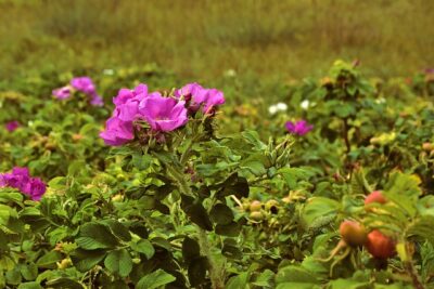 dog rose rosehip