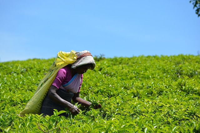 tea grading