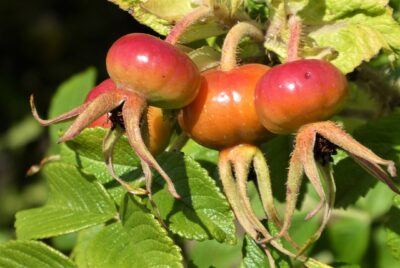 rosehips