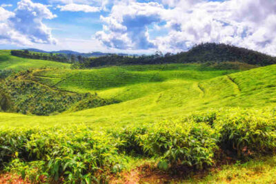 BIO Rwanda Rukeri OP 1 rwanda tea estate675x450px