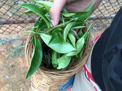 taiwan tea leaves