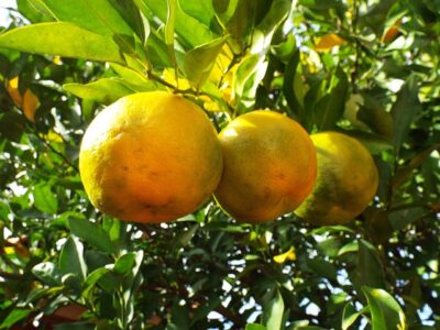 bergamot oranges