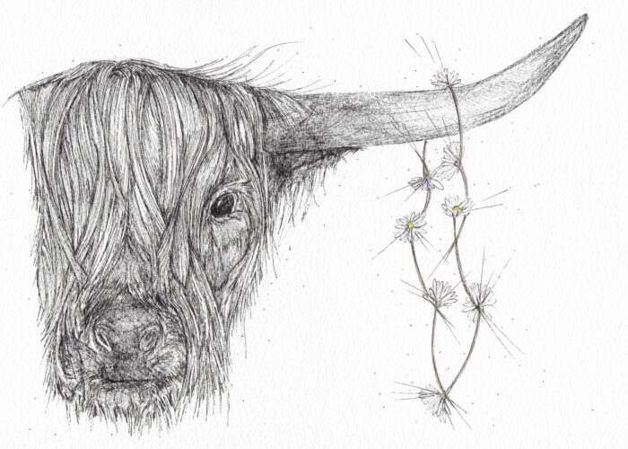 highlandcow