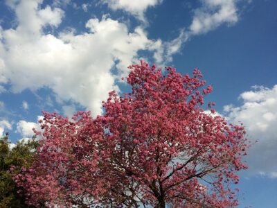 lapacho tree