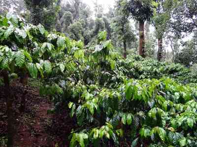 coffee plantation india