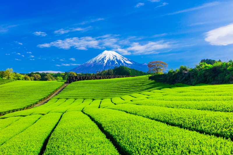 tea field in japan